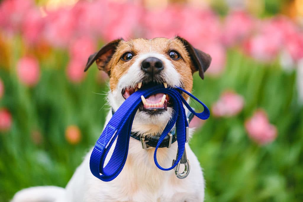 dog holding leash