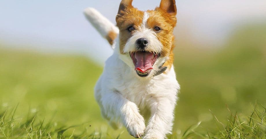 dog running through field