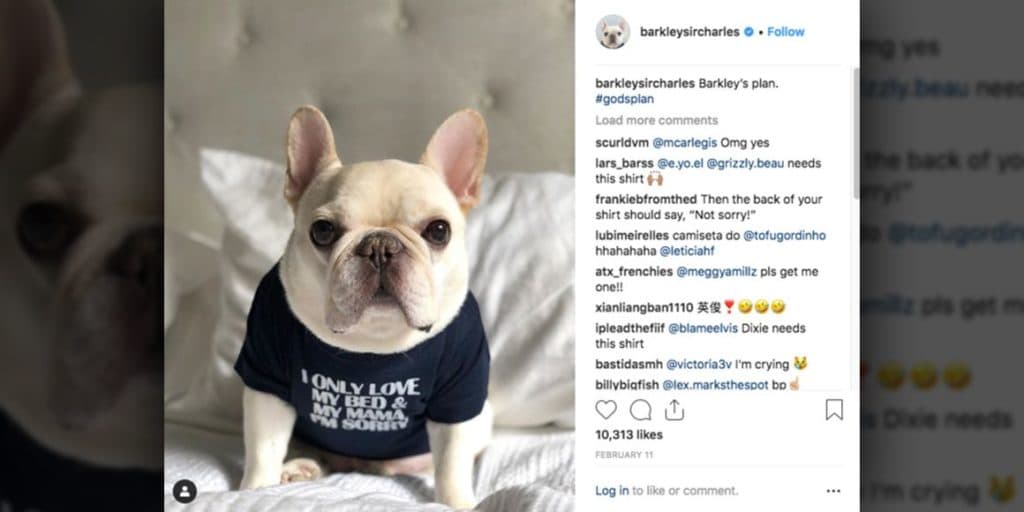 dog influenece social media post